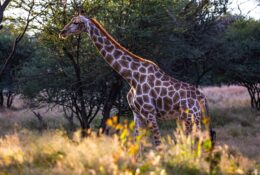 Namibia_April_2025 (23/79)